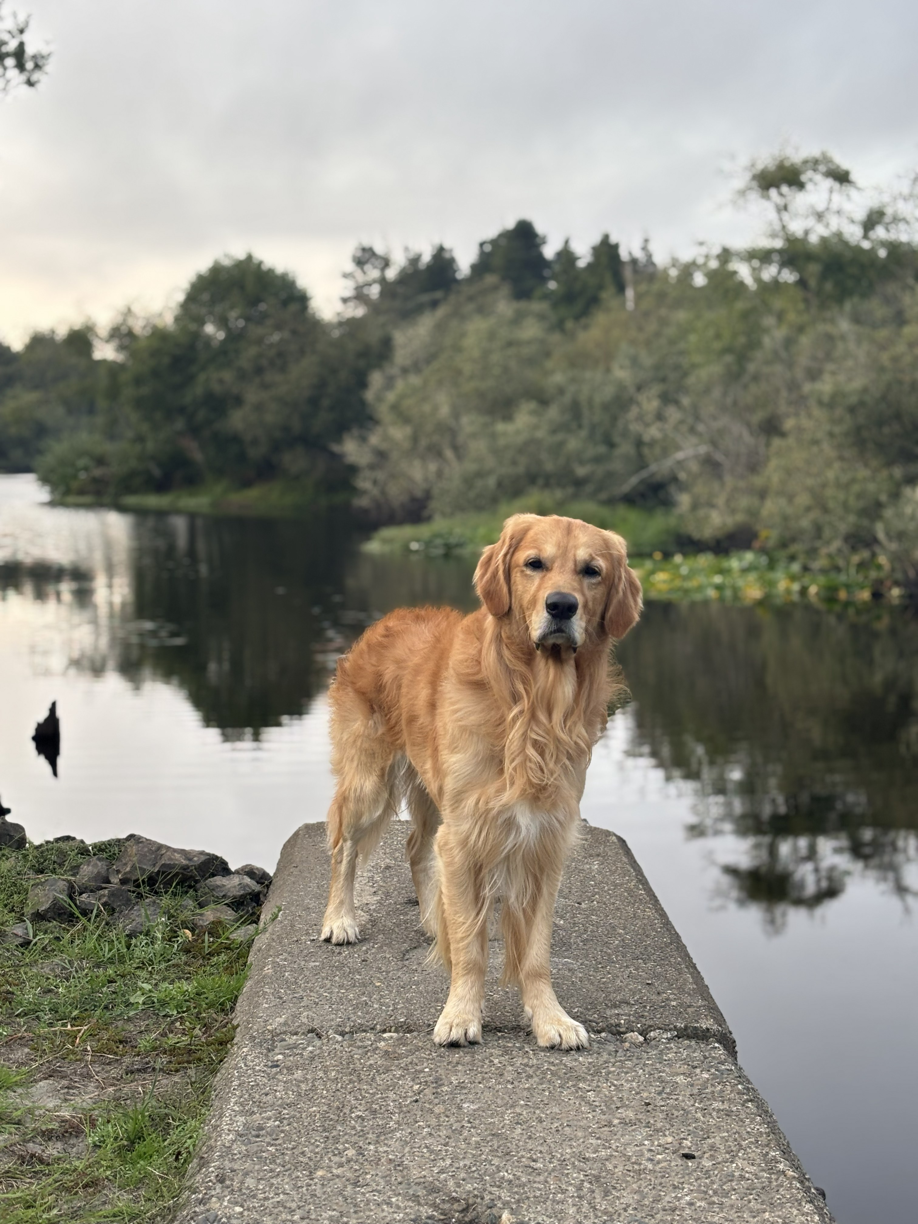 Charlie the Golden Retriever