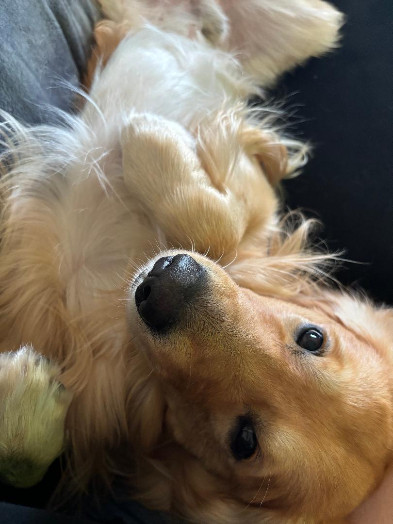 Charlie laying down