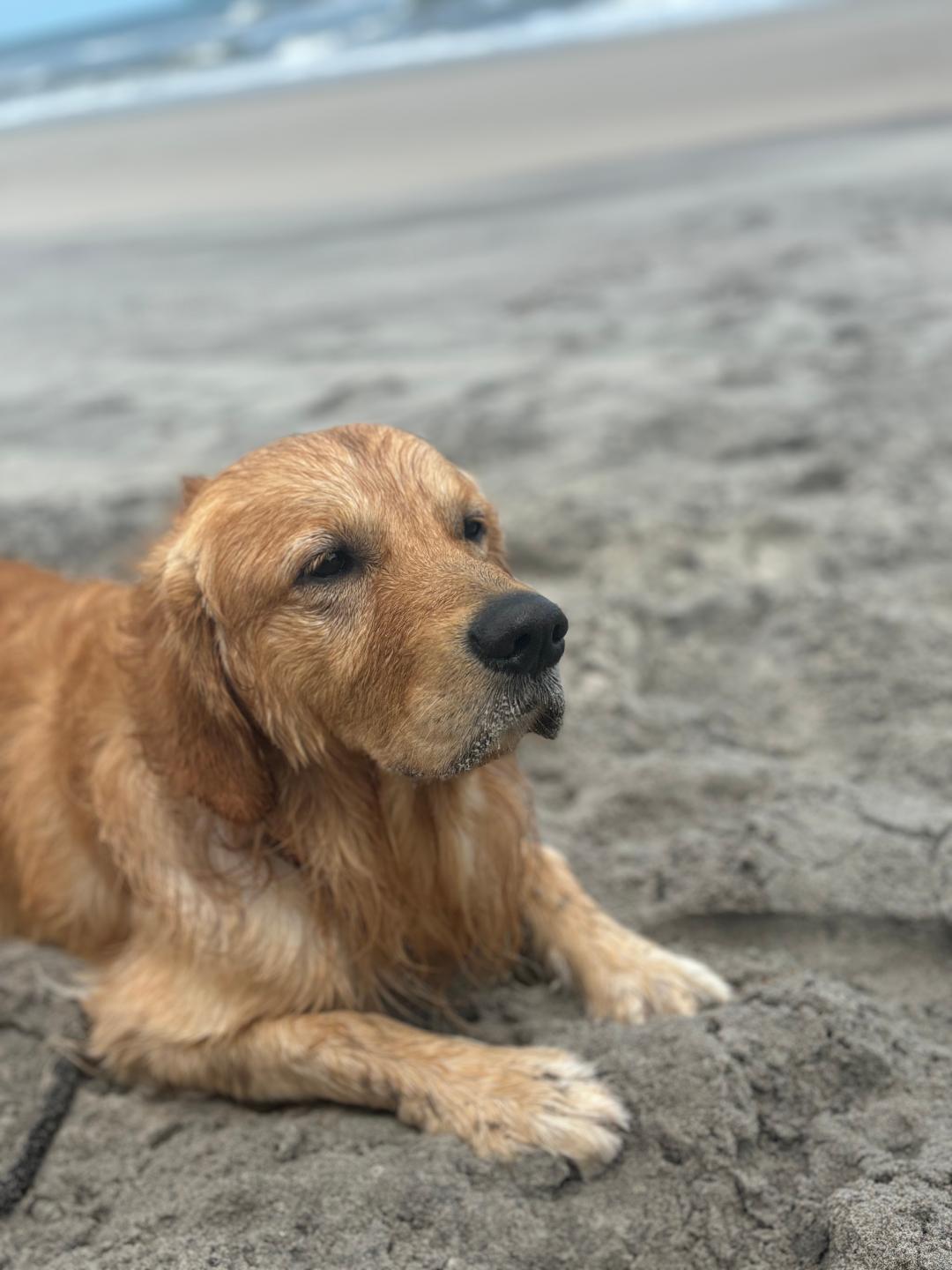 Charlie at the beach