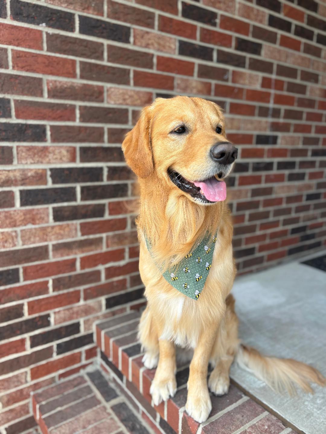 groomer