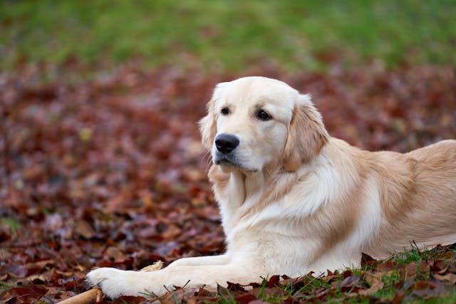 landscape picture of golden puppy